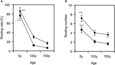 Metabolic profiling reveals key metabolites regulating adventitious root formation in ancient Platycladus orientalis cuttings